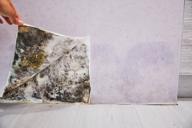 Best Home Mold Removal  in Ladera Heights, CA